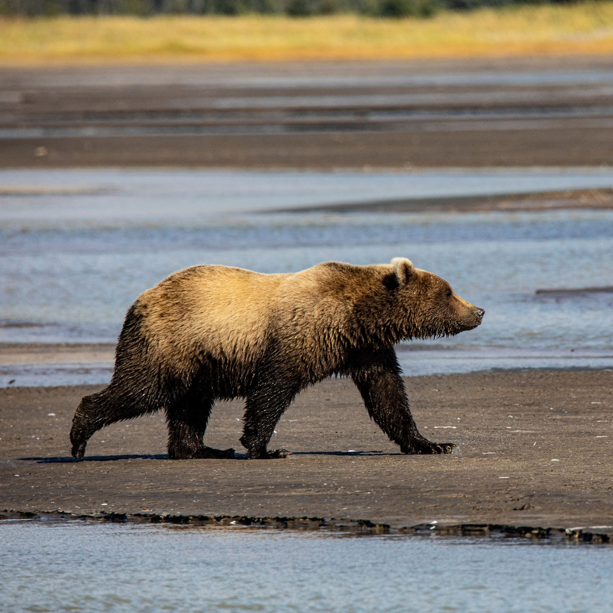 A coastal brown bear walking across wet sand and shallow water in Icy Strait, Alaska with golden grasses and tidal pools in the background.