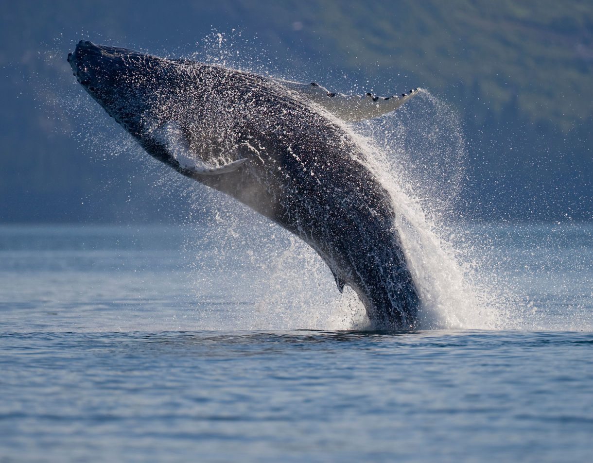 A humpback whale breaching dramatically out of the ocean near Icy Strait, Alaska with water spraying around its massive body and a forested shoreline in the background.