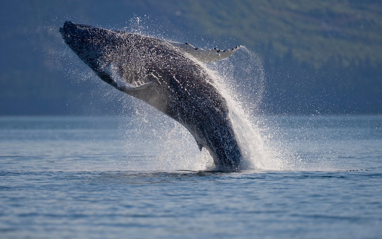 A humpback whale breaching dramatically out of the ocean near Icy Strait, Alaska with water spraying around its massive body and a forested shoreline in the background.