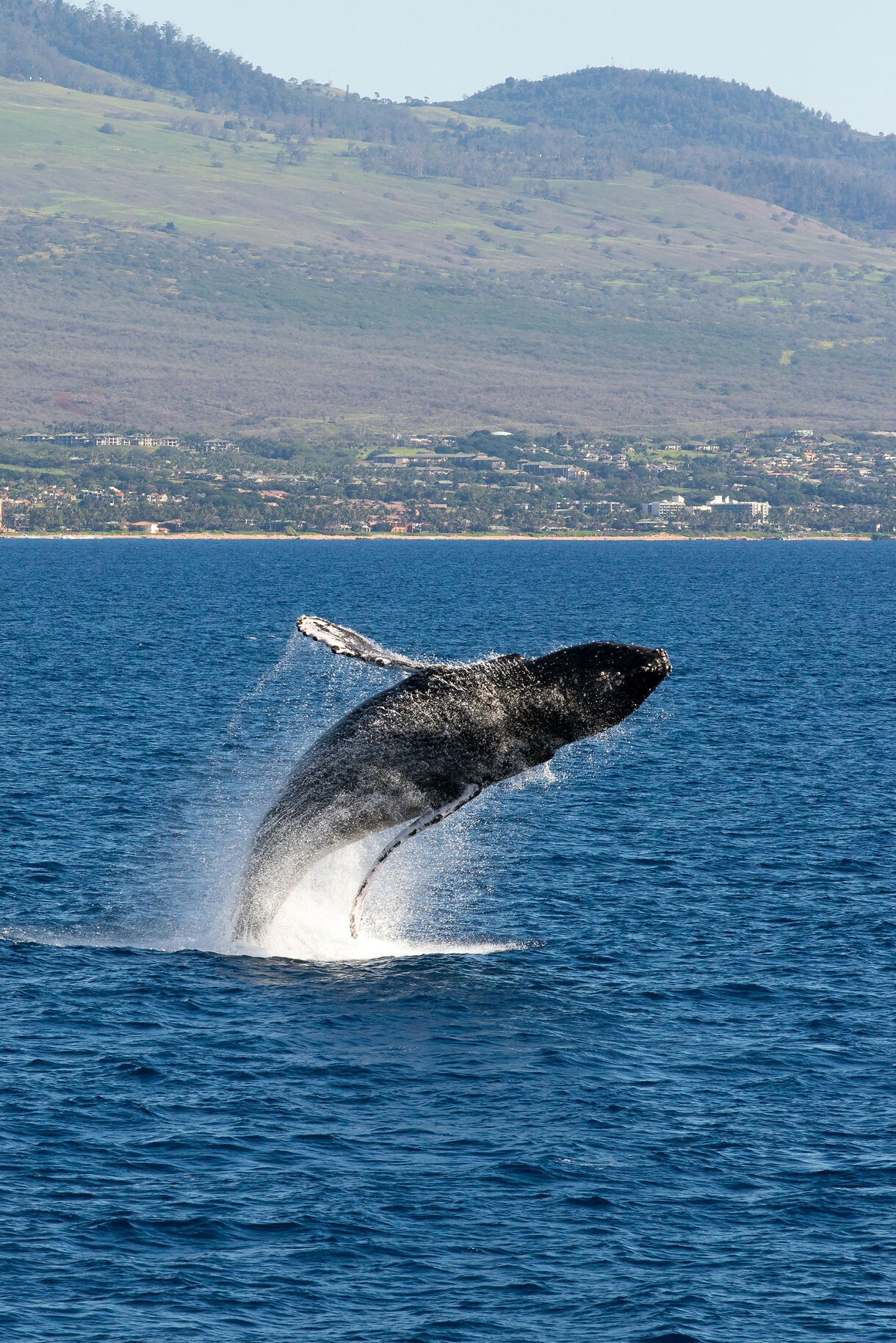 A humpback whale breaching dramatically out of the ocean near Icy Strait, Alaska with water spraying around its massive body and a forested shoreline in the background.