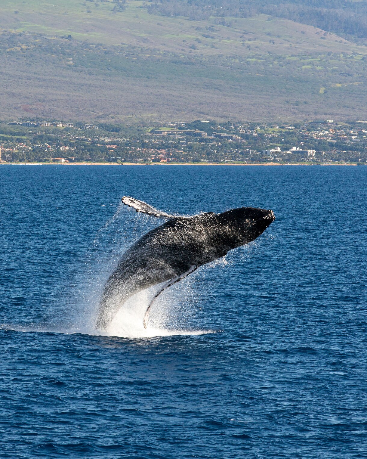 Wildlife marine