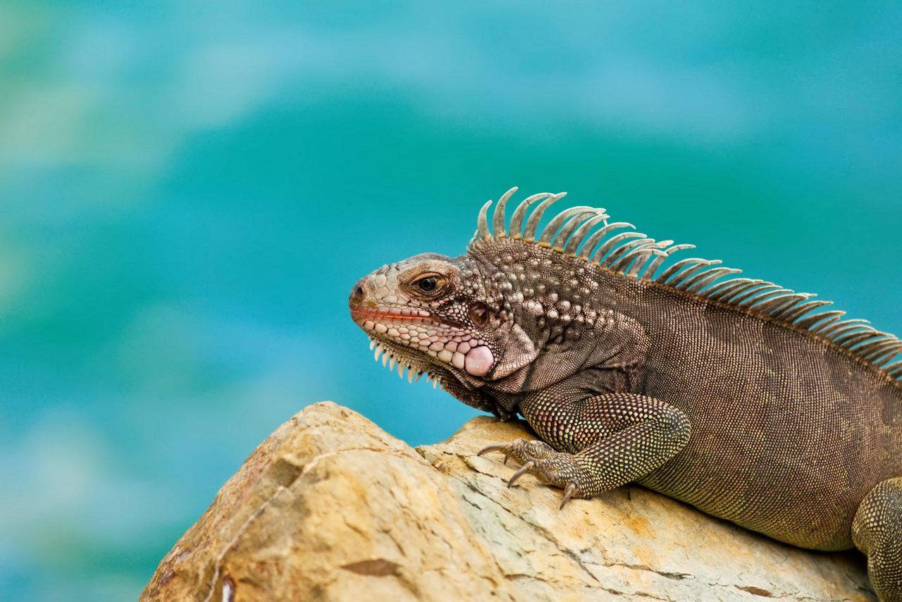 Large green iguana with spiky dorsal crest resting on tan rocky surface against turquoise water background