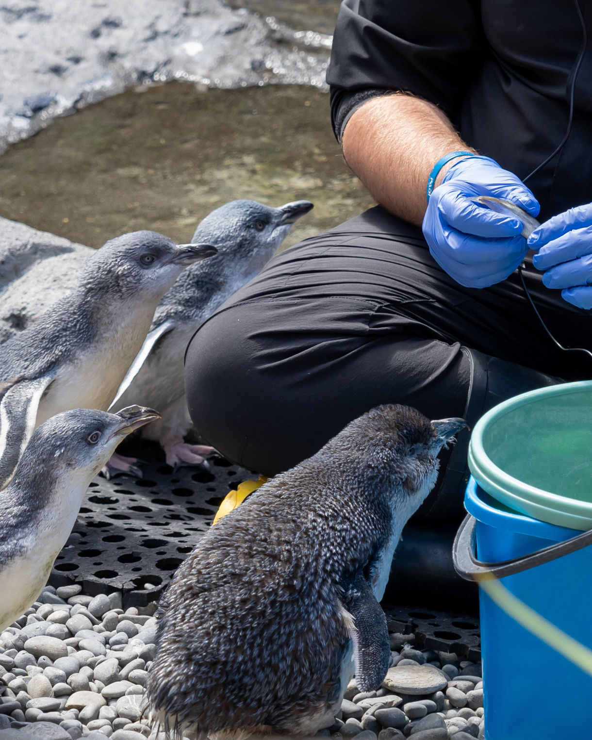 Group of small blue penguins gathered beside a zookeeper wearing gloves, preparing food next to a green bucket.