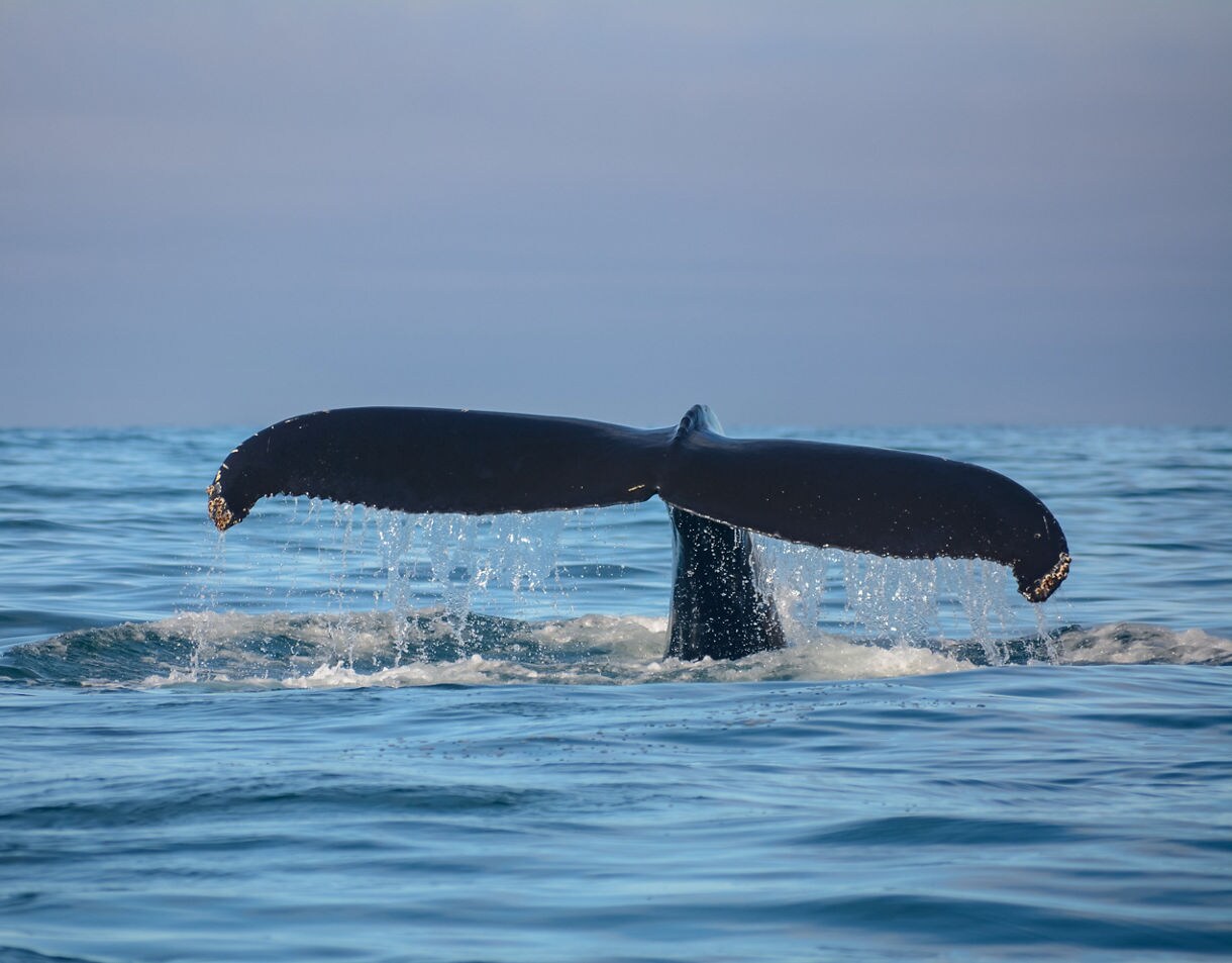  Close-up of a humpback whale’s tail splashing into the ocean at Ísafjarðardjúp fjord, Iceland.