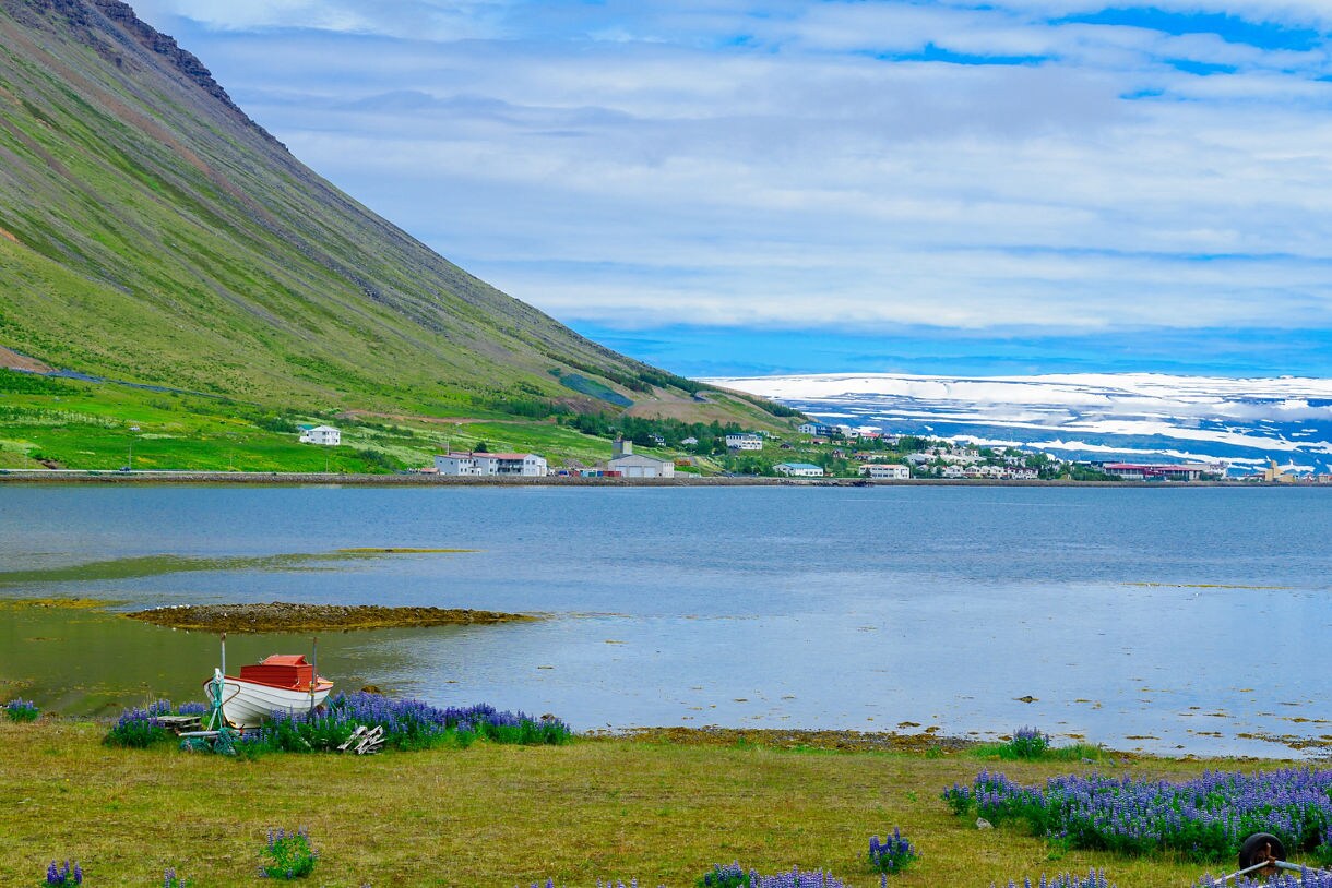 A small white boat rests among purple lupine flowers by the shore of Ísafjörður, with green hills, scattered houses and snow-covered mountains in the distance.