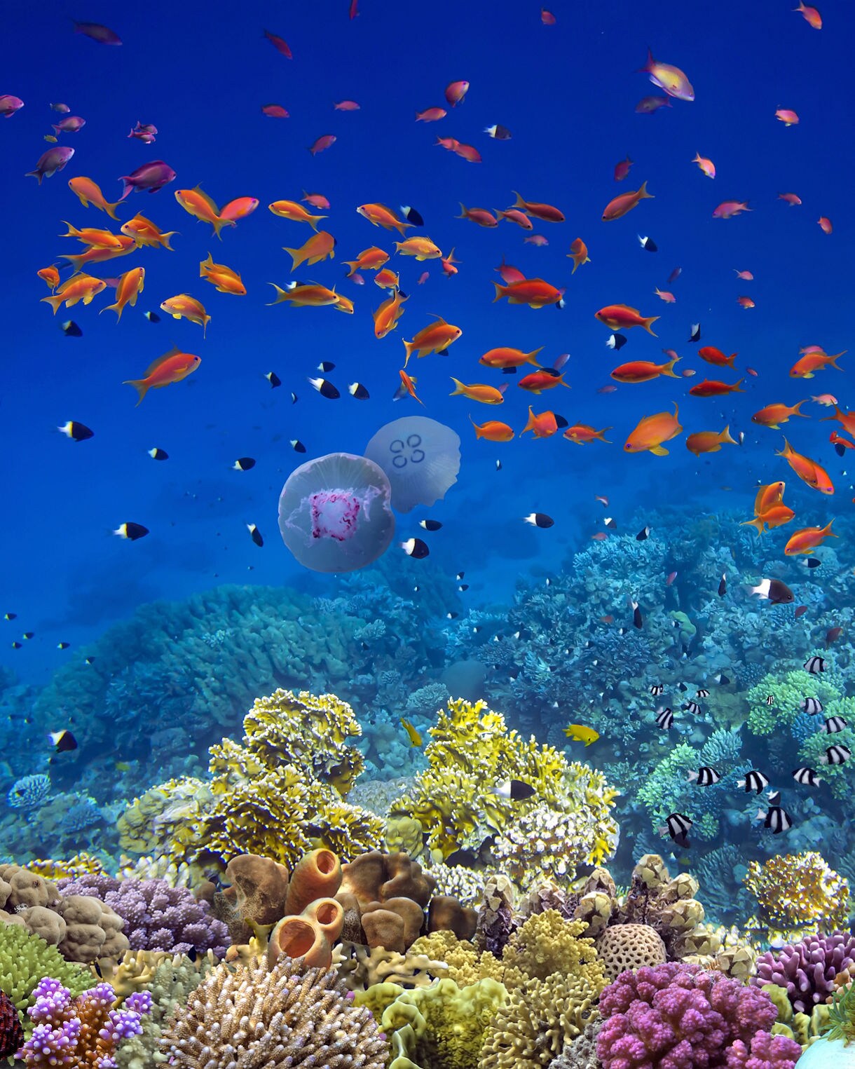 Colorful coral reef with orange fish, striped fish and jellyfish in clear blue water.