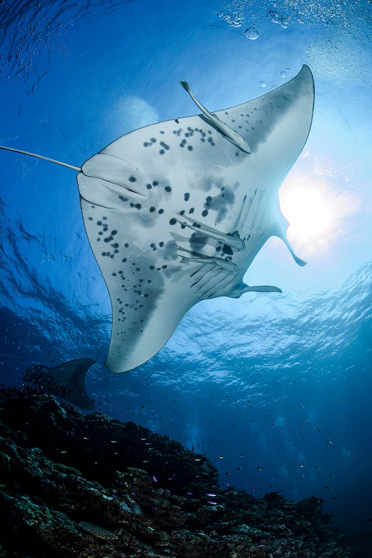 Large manta ray swims gracefully above a coral reef in clear blue water.