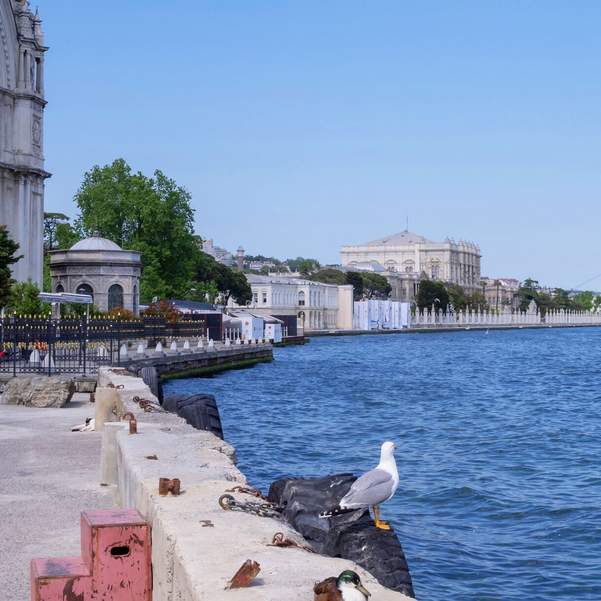 A seagull perched on a stone pier overlooking the Bosphorus Strait with Dolmabahçe Palace and a suspension bridge in the distance.