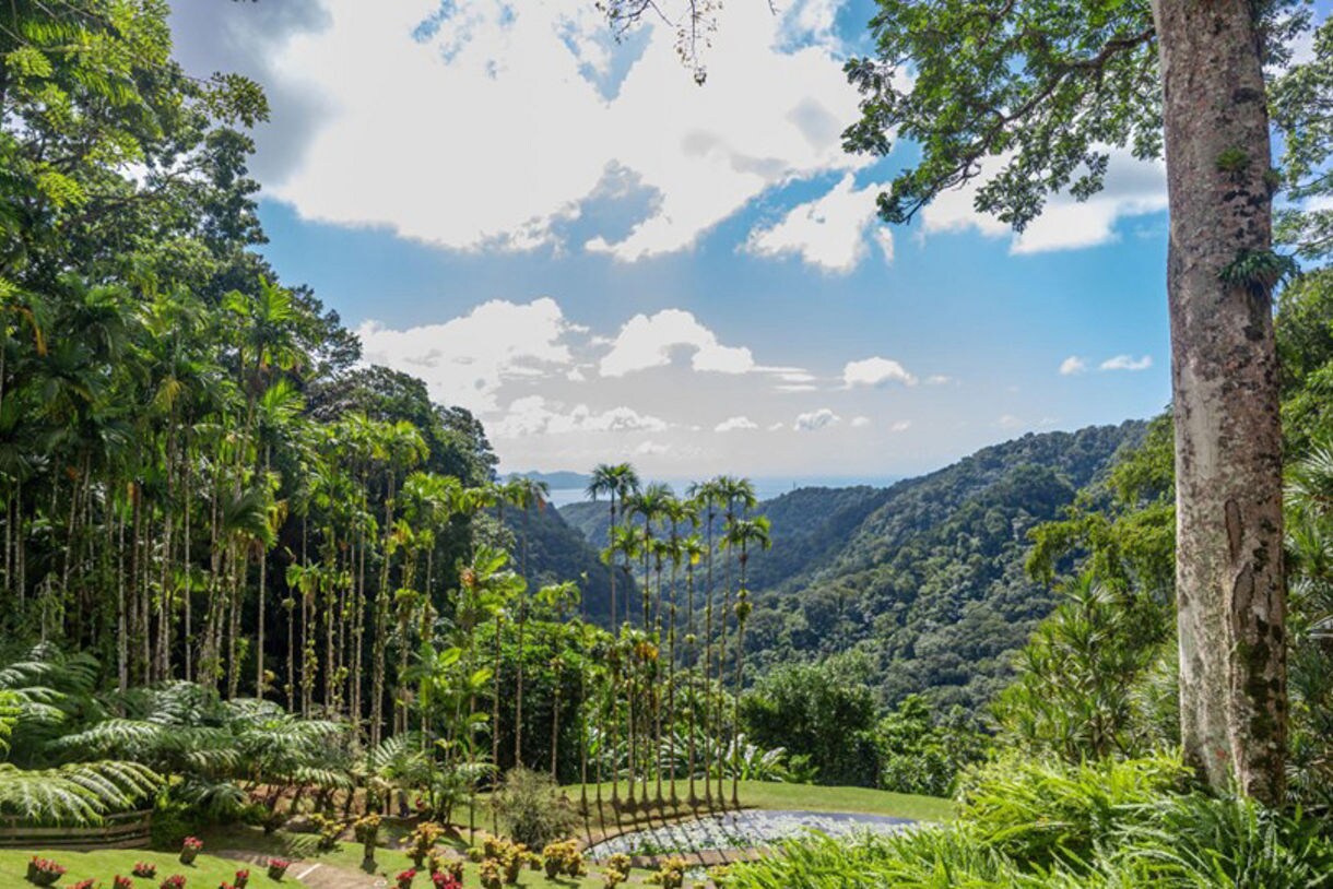 A lush tropical garden in Martinique, with bright red and pink flowers, palm trees and winding stone paths surrounded by dense greenery and mountain views in the background.