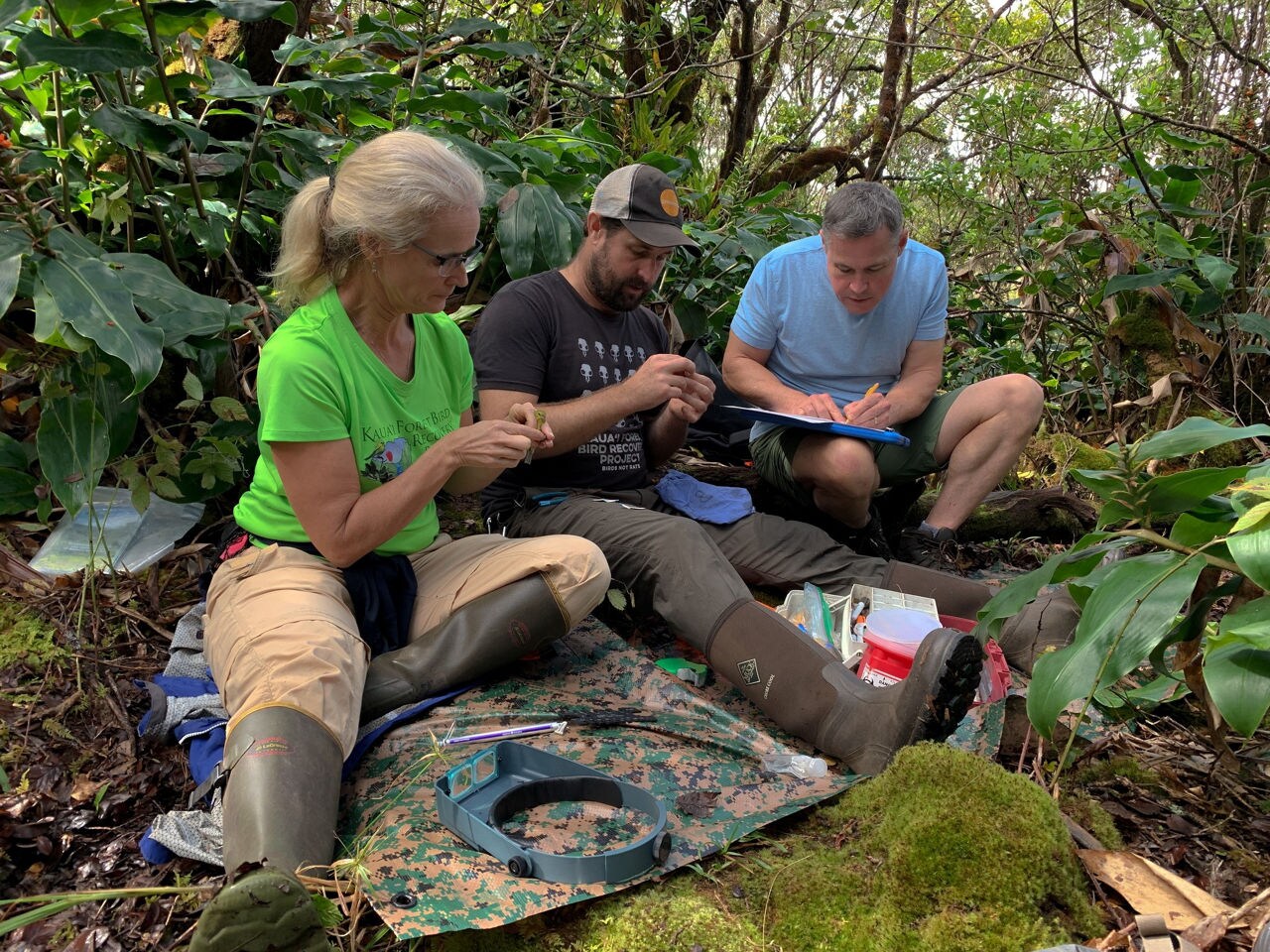 Three people crouch on the forest floor examining specimens during a field research session.