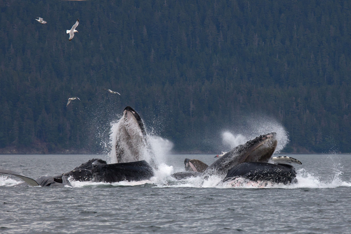 A group of humpback whales splashing energetically in the waters of Alaska, with their massive tails and fins creating waves and spray against a backdrop of rugged coastline and clear blue sky.