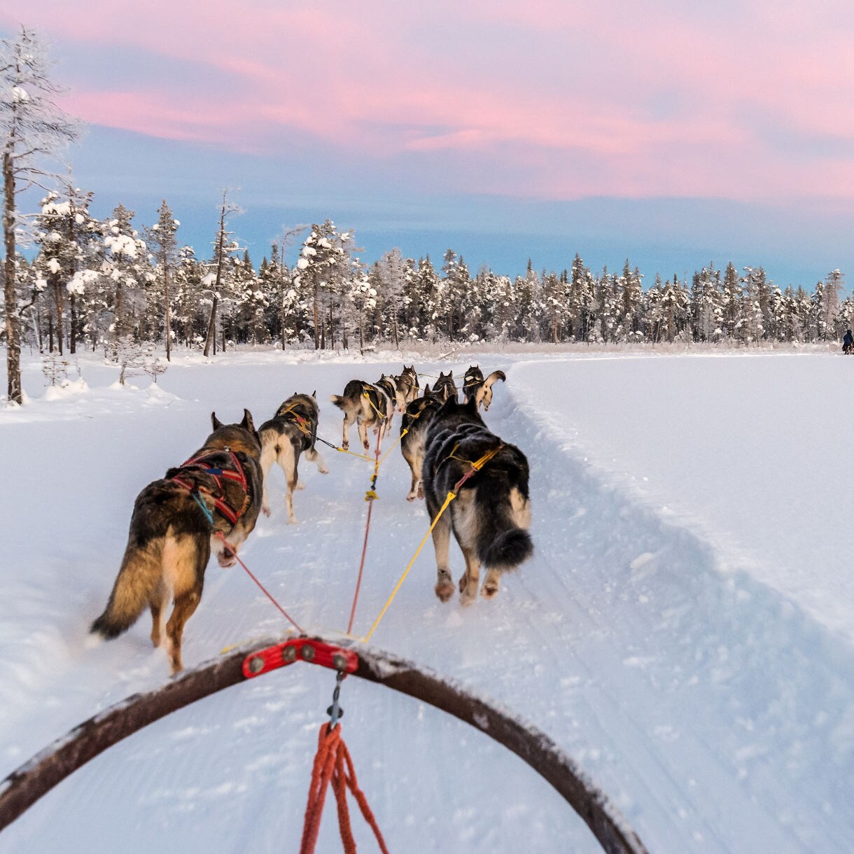 View from a dog sled, showing a team of huskies pulling the sled across fresh snow with snowy trees and a soft pastel sunset sky.