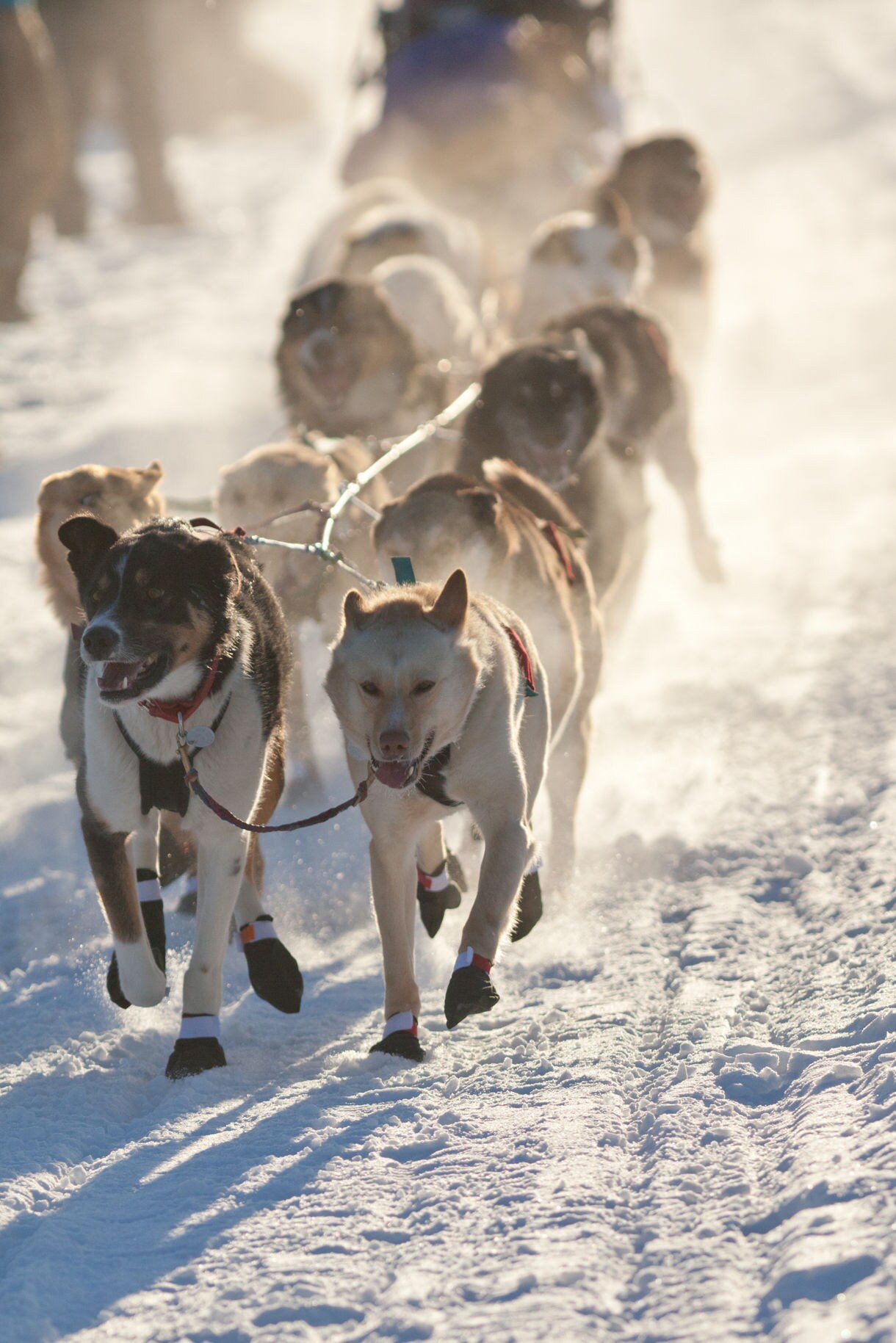 A team of eager sled dogs pulling a sled in Juneau, Alaska.