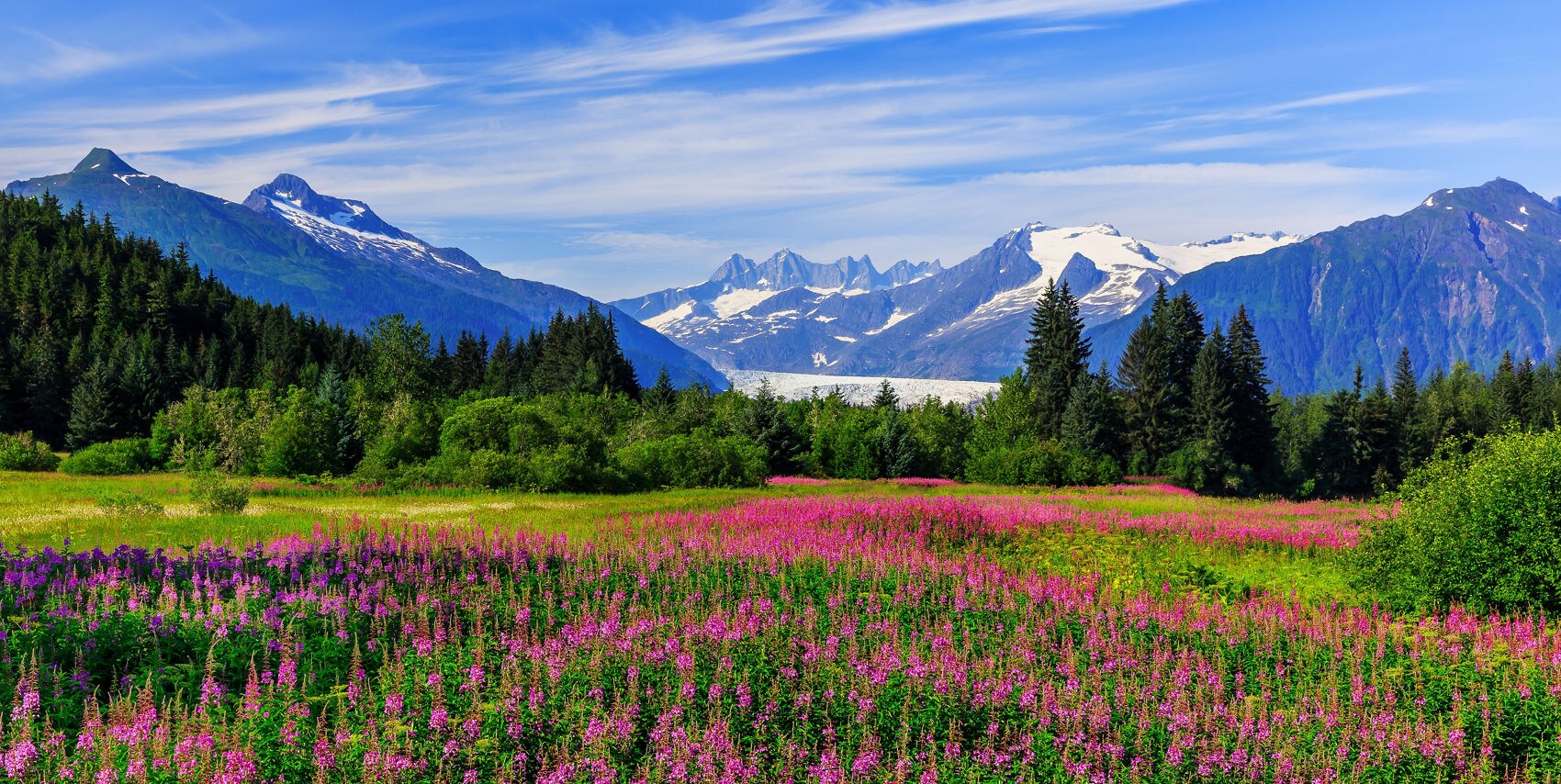 A field of bright pink fireweed flowers in the foreground with dense evergreen forest, and Mendenhall Glacier visible as a white ribbon between blue mountains under a partly cloudy sky.