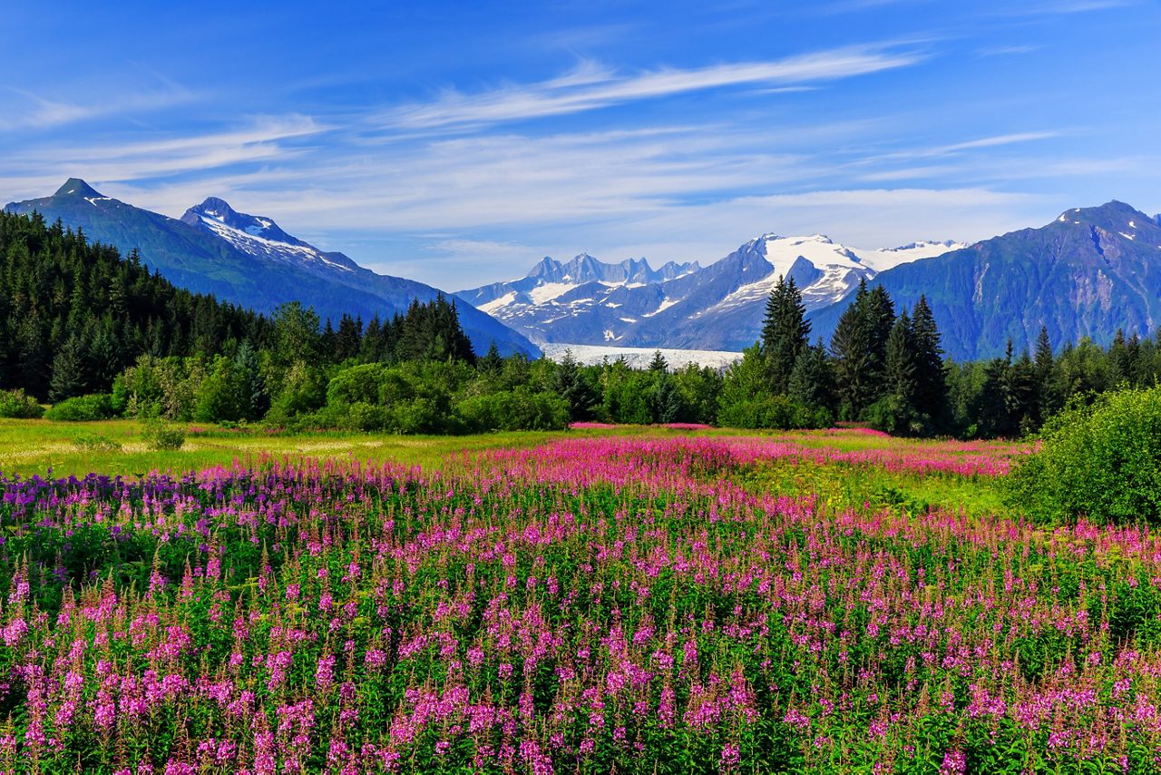 A vibrant meadow of pink wildflowers stretching across the valley with snow-capped mountains and a glacier in the background, set against a clear blue sky.