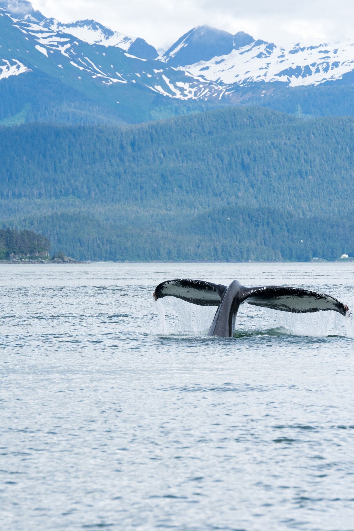 A humpback whale's tail fluke rising from the water, surrounded by misty waters and the lush green forests and snowy mountains of Juneau, Alaska.