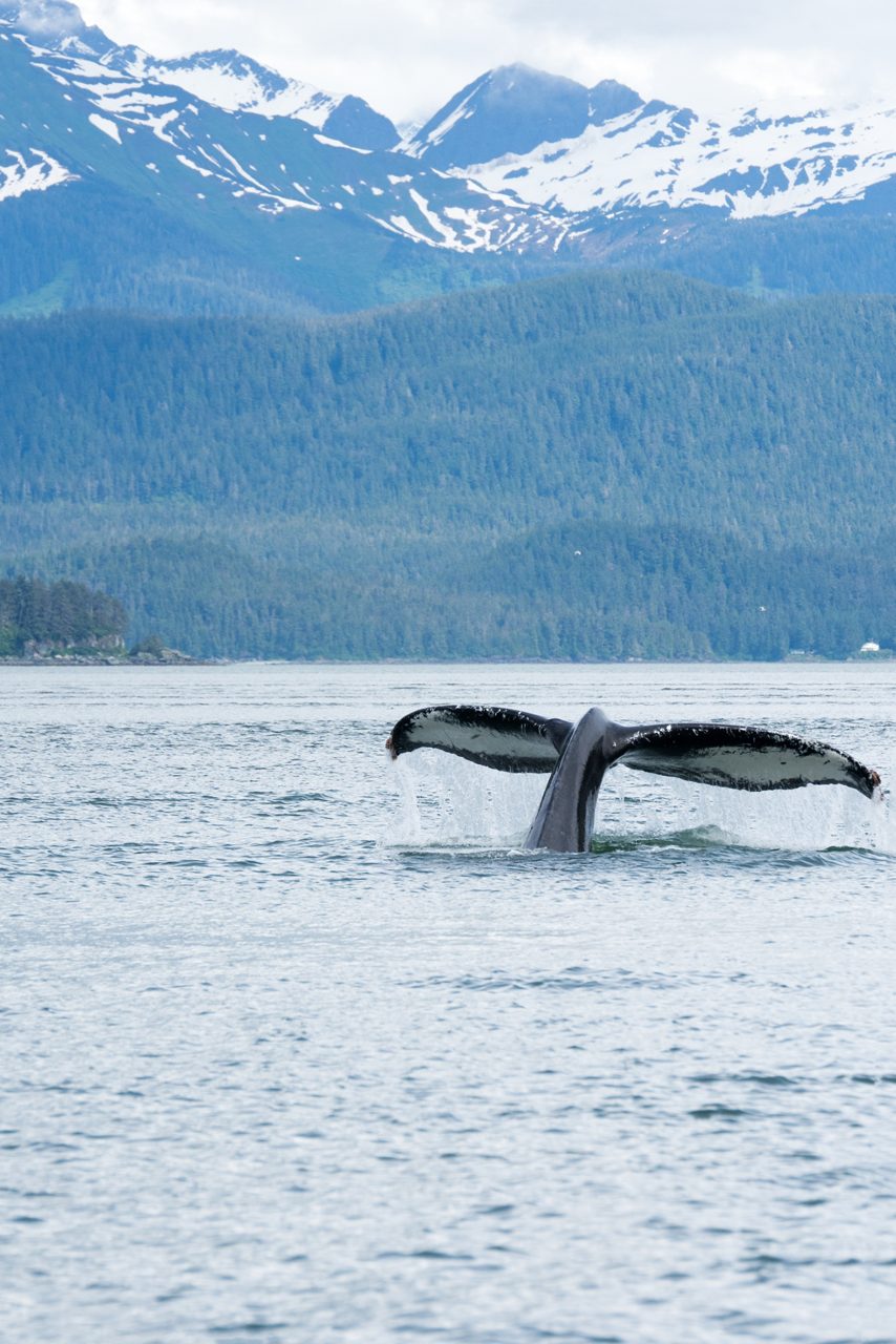 A humpback whale's tail fluke rising from the water, surrounded by misty waters and the lush green forests and snowy mountains of Juneau, Alaska.