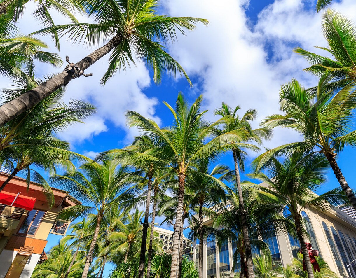 Upward view of tall palm trees lining Kalakaua Avenue in Honolulu with blue sky and scattered clouds above.