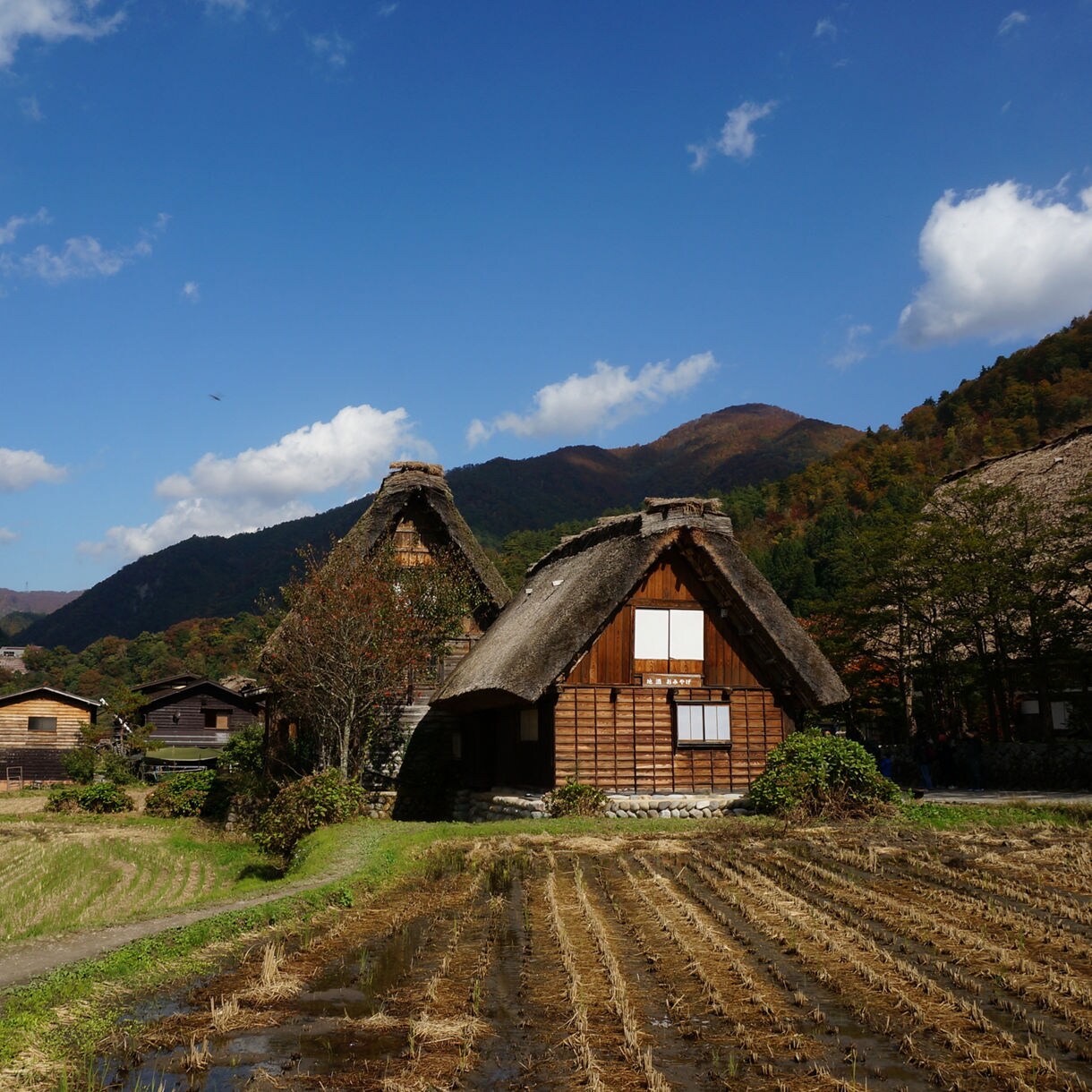 Thatched-roof houses in Shirakawago with harvested rice fields in front, surrounded by forested hills under a blue sky.