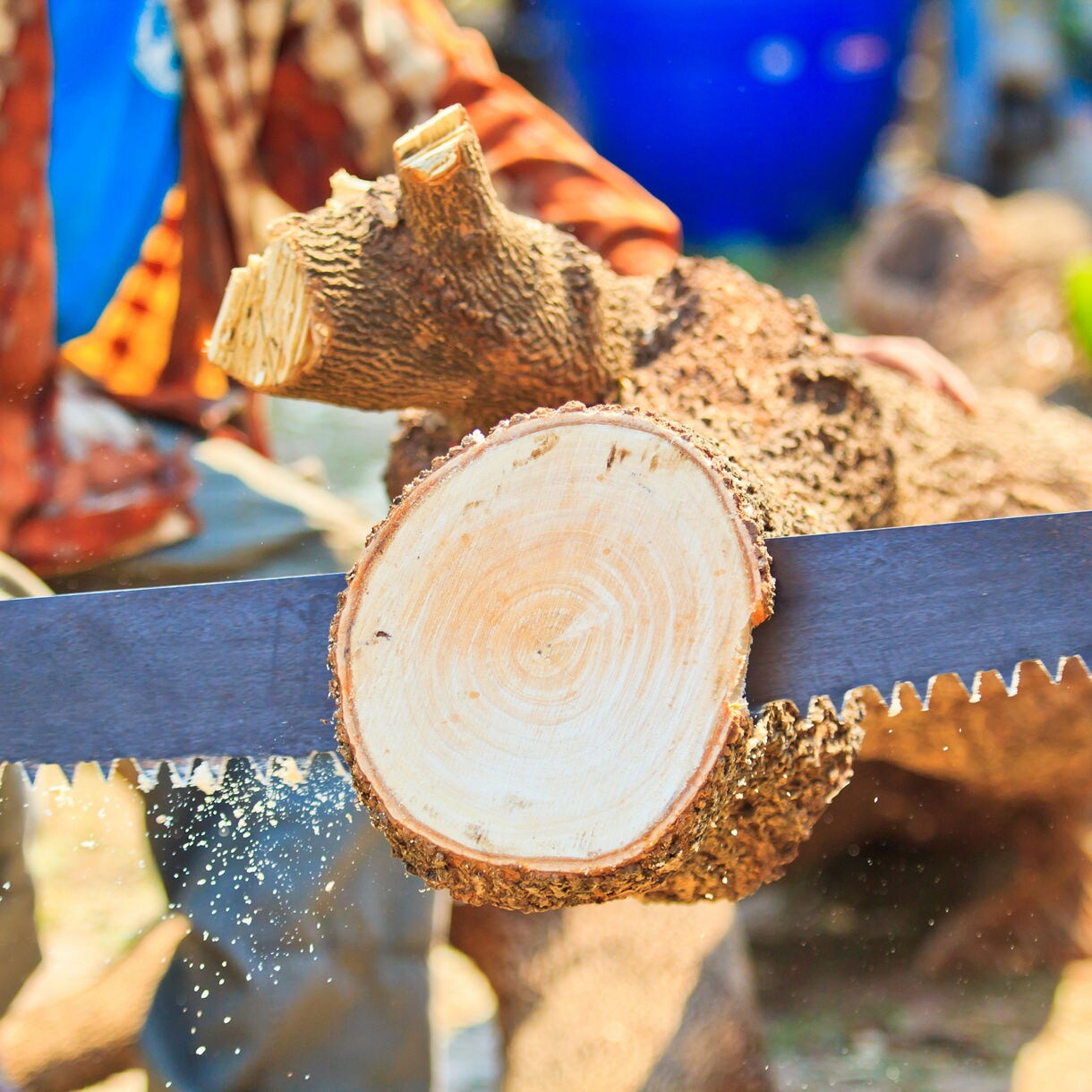 Close-up of two lumberjacks using a hand saw to cut through a log at the Great Alaskan Lumberjack Show.