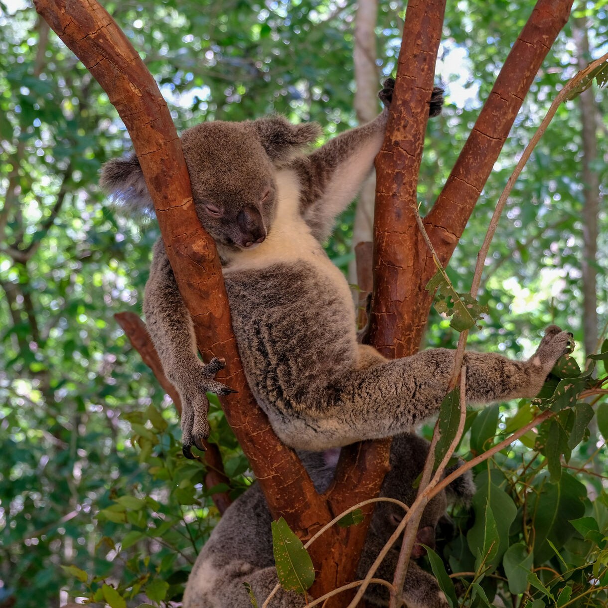 A koala resting with limbs draped across tree branches amid green eucalyptus leaves in bright daylight.