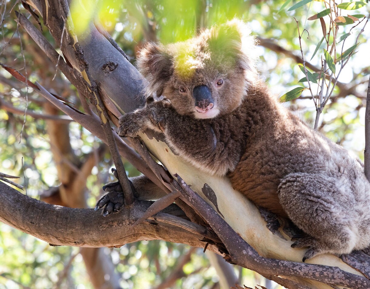 A koala resting on a tree branch, holding onto smooth eucalyptus bark with soft, brown fur and round ears, surrounded by leafy foliage.