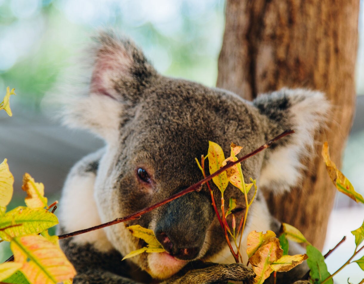 Close-up of a koala resting against a tree, nibbling on yellow-green leaves with soft sunlight in the background.