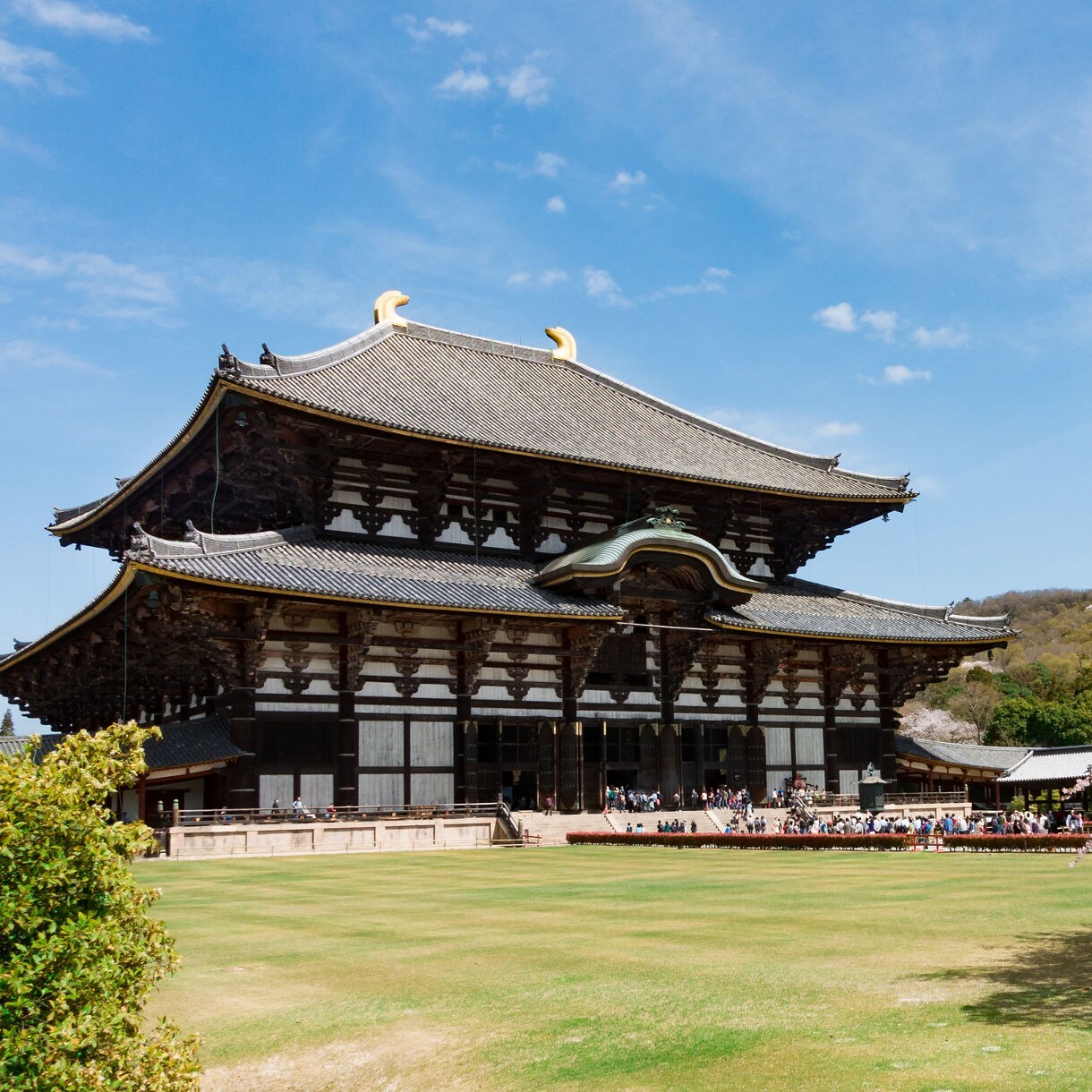 Todai-ji Temple in Nara, Japan with blooming cherry blossom trees and visitors on a sunny day.