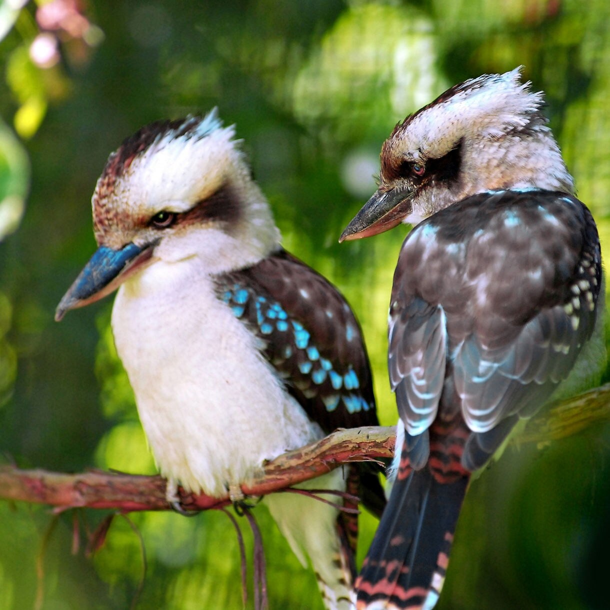 Two kookaburras perched on a branch in a lush forest, showing their blue and brown feathers in soft sunlight.
