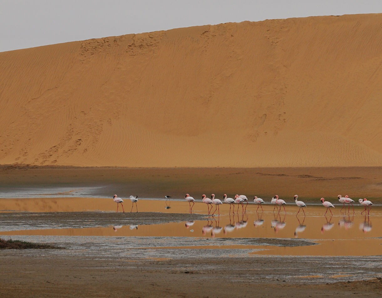 A line of pink flamingos wading through shallow reflective water at the base of massive orange sand dunes, with subtle ripples and wet earth in the foreground under soft, overcast light.