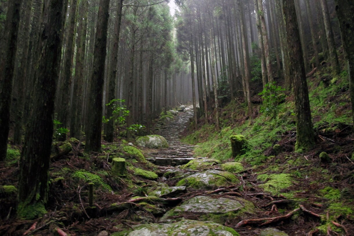 Stone steps wind through a misty forest of tall cedar trees along the moss-covered Kumano Kodo pilgrimage trail in Japan.