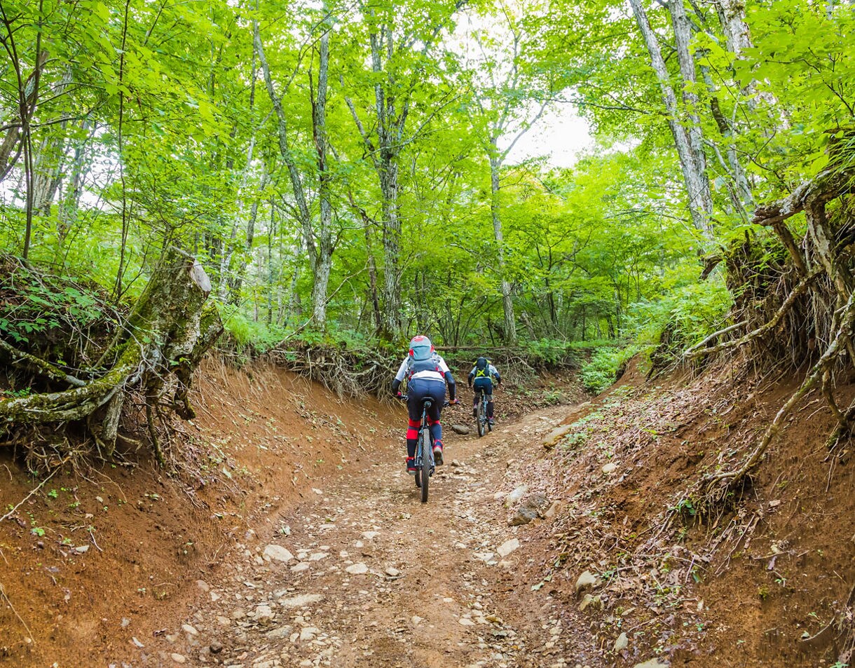 Two cyclists ride mountain bikes along a rugged dirt path through dense green forest, surrounded by trees and exposed roots.