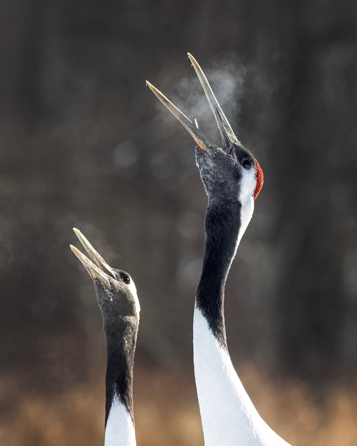 Two red-crowned cranes calling in unison with visible breath in cold air, against a dark winter backdrop.