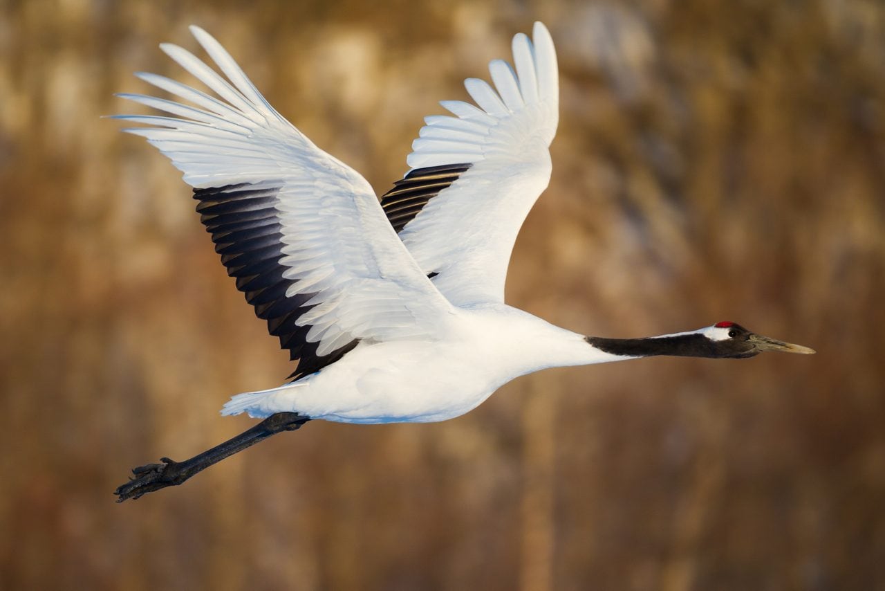 Close-up of a red-crowned crane mid-flight, wings extended with black and white feathers, set against a blurred natural background.
