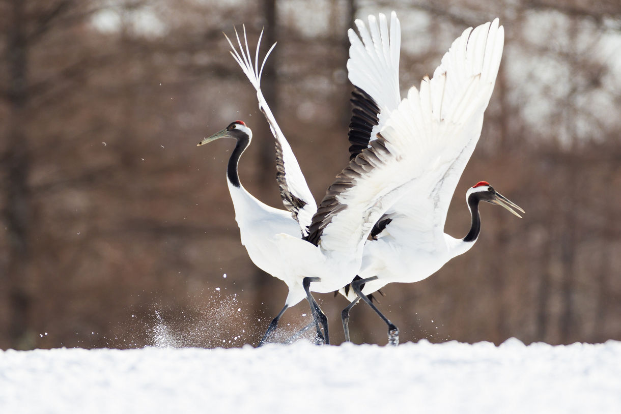 Two red-crowned cranes dancing in the snow, wings outstretched, with blurred trees in the background.