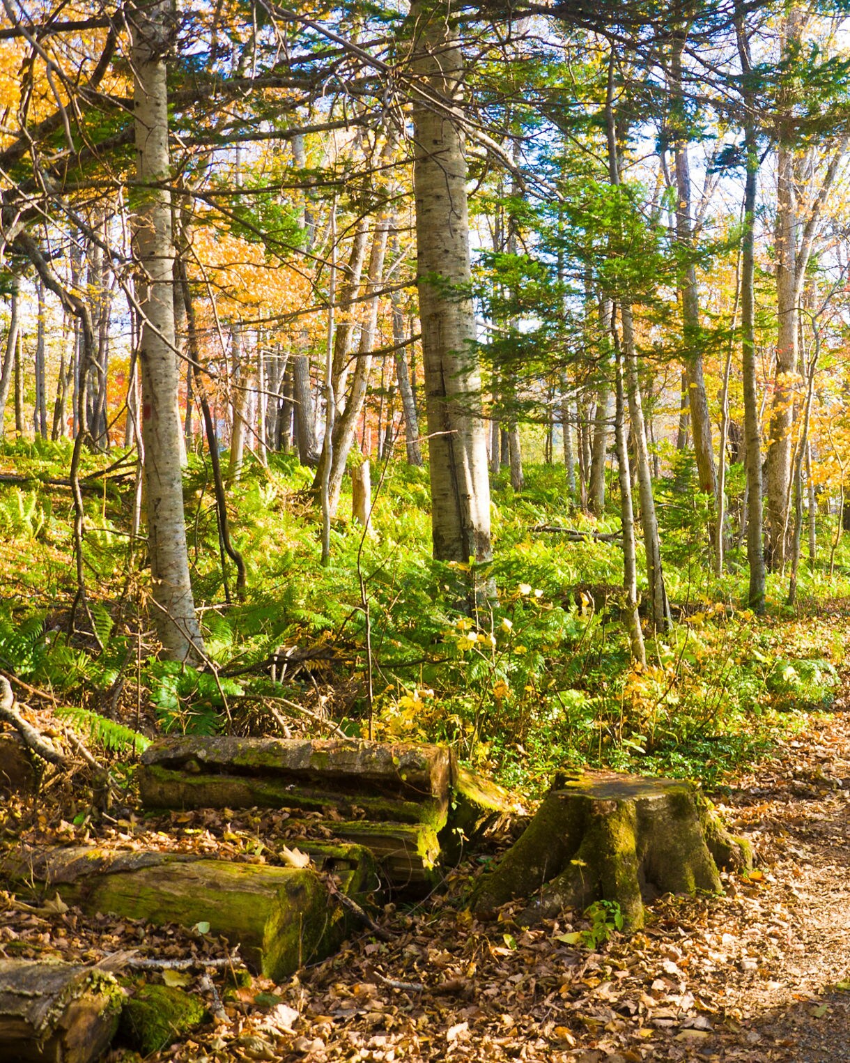 Sunlit forest path lined with autumn leaves and green ferns, winding through Kushiro marshland.