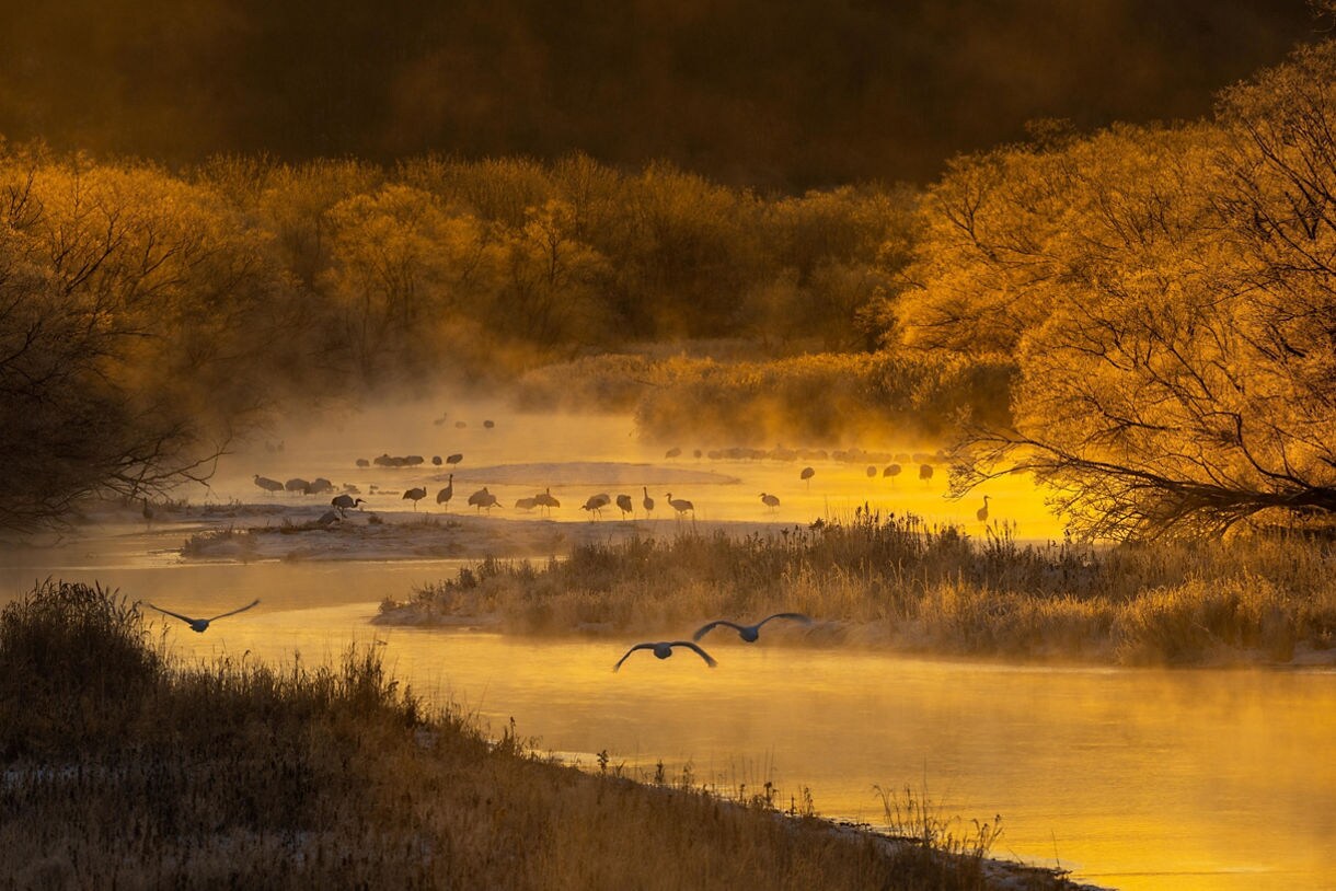 Flock of red-crowned cranes in a misty golden river valley at sunset, framed by frosted trees.