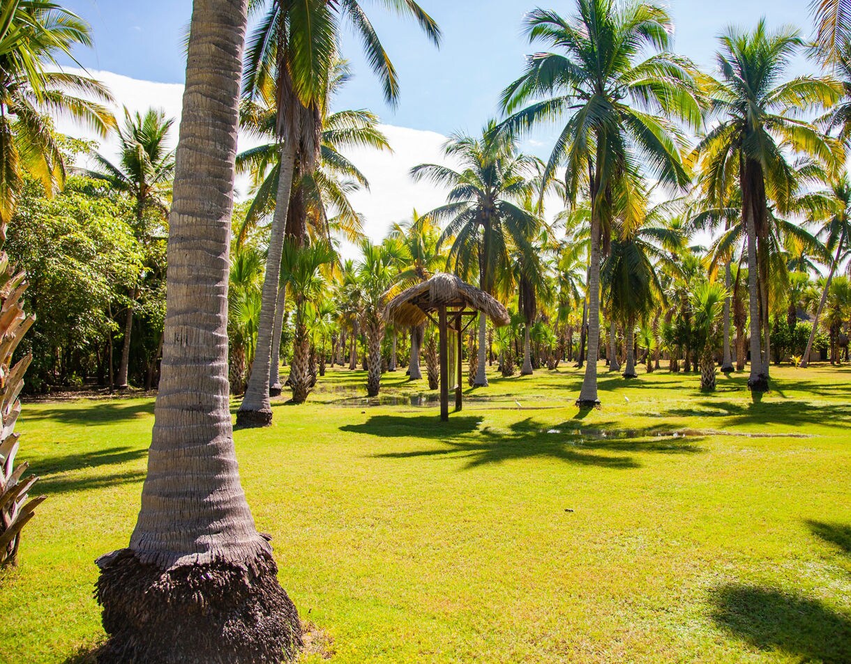 Sunlit coconut palm grove at La Ventanilla with bright green grass and a small thatched shelter among the trees.