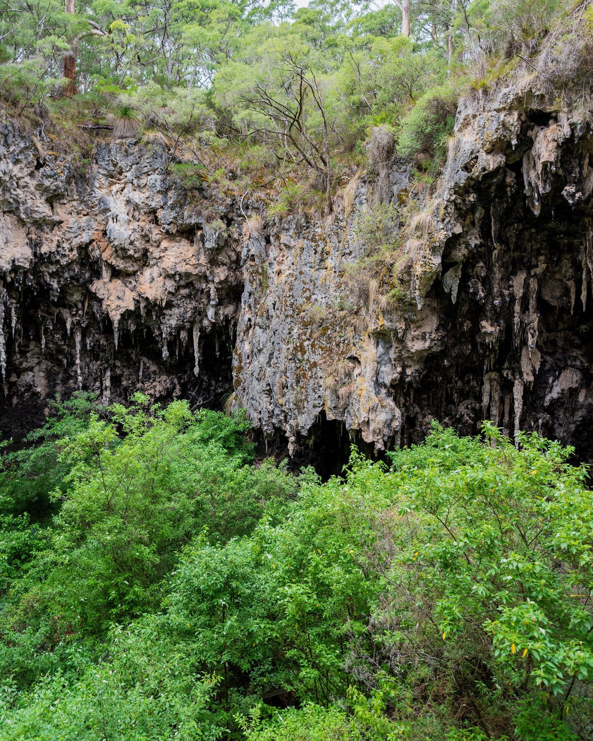 A lush forest drops into a rocky sinkhole with jagged limestone walls and stalactite-like formations, surrounded by tall eucalyptus trees.