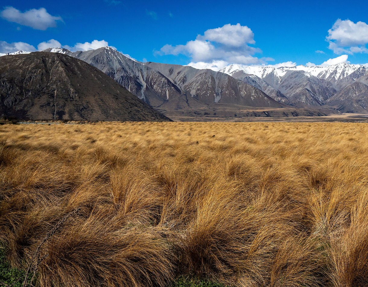 Wide view of golden tussock grass stretching toward a rugged line of snow-capped mountains under a bright blue sky.