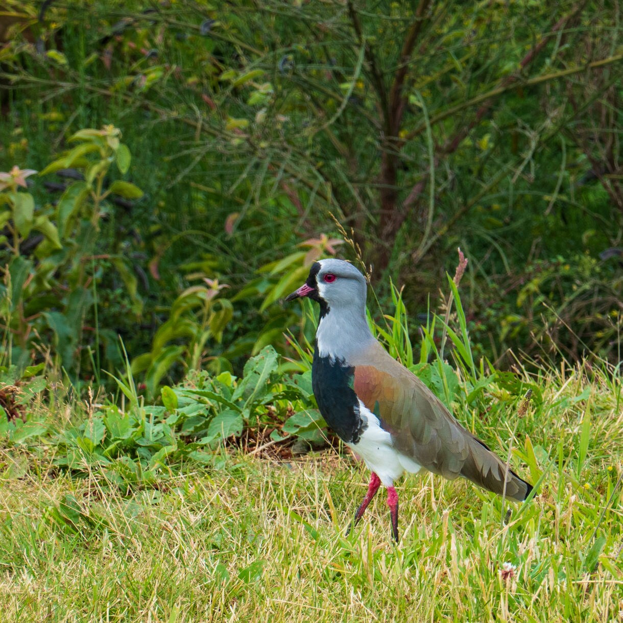 A southern lapwing with gray, black and brown plumage and bright red eyes standing in tall green grass near dense shrubs.
