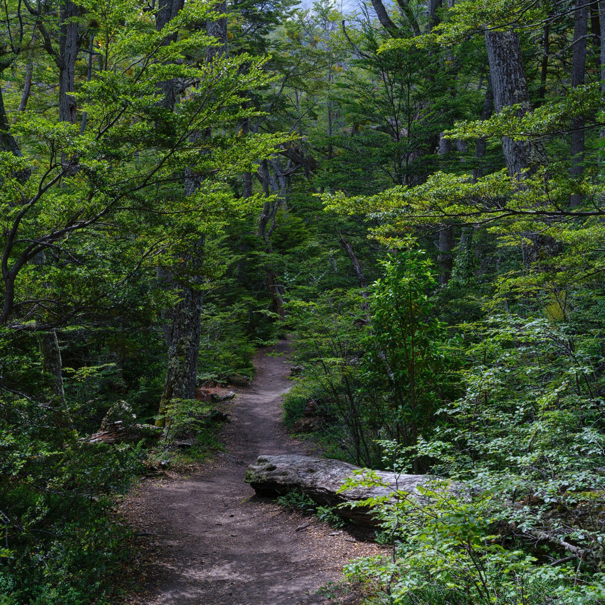 Narrow dirt path curving through a lush lenga forest filled with green foliage, tall trees, and dappled shade.