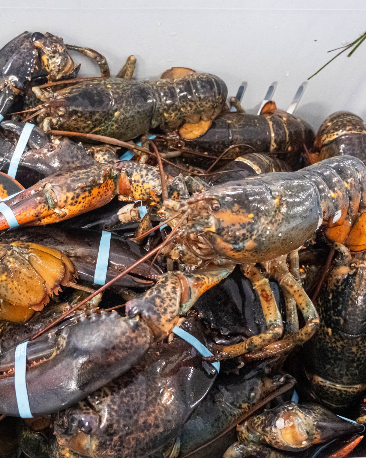 Close-up of live lobsters piled in a crate, their claws banded in blue and orange with speckled shells glistening under bright light.