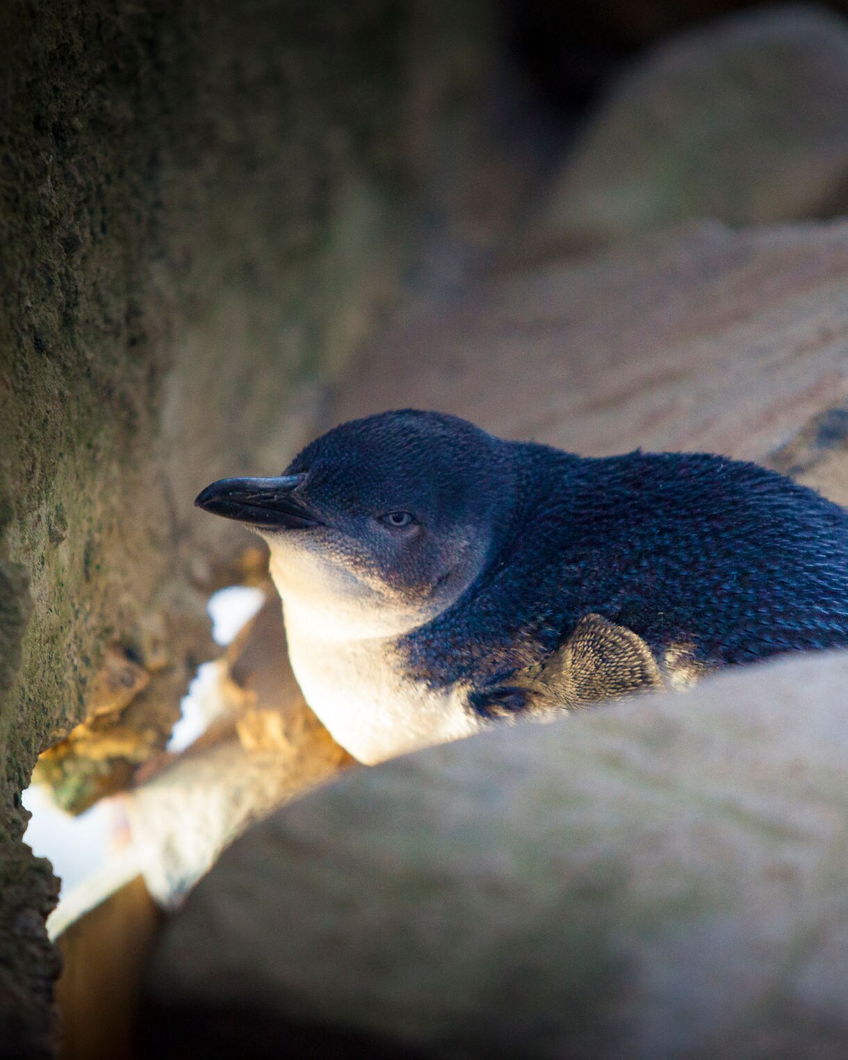 Blue Eyed penguin