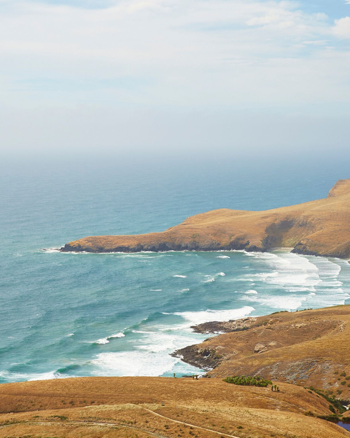 Nature’s Wonders on Otago Peninsula