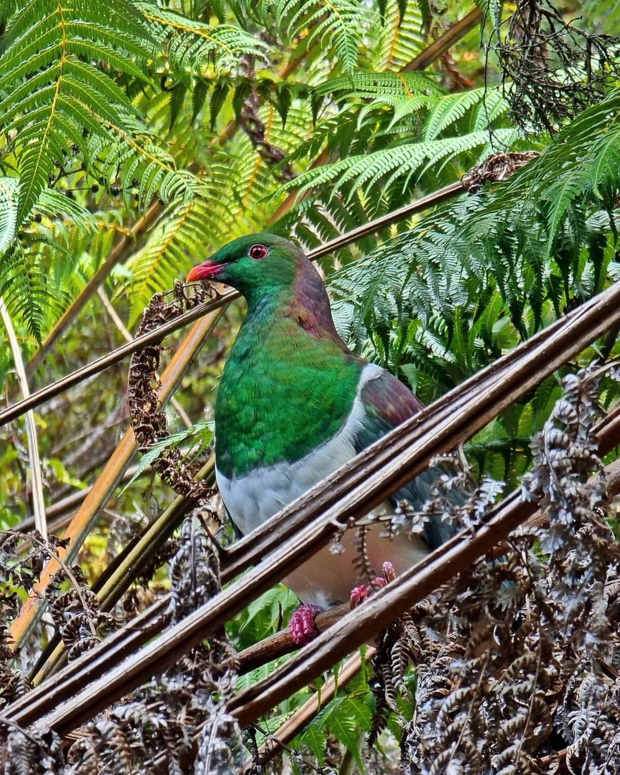 A New Zealand kererū perches among lush green ferns