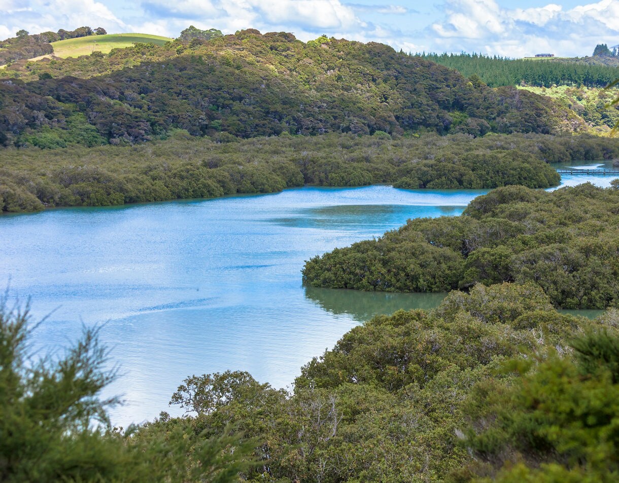 Aerial view of winding blue waterways weaving through dense green mangrove forest under a bright, partly cloudy sky in Northland, New Zealand.