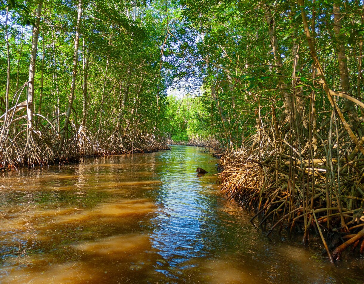Dense mangrove forest with exposed roots arching over a narrow waterway, reflecting greenery under bright sunlight.
