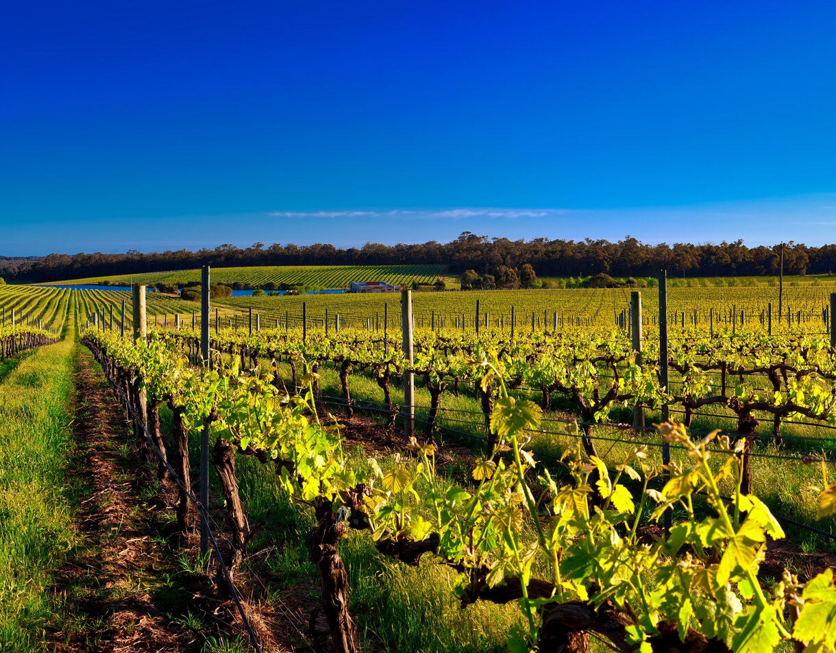 Sunlit vineyard rows with bright green grape leaves, set against rolling fields and a deep blue sky in Margaret River.