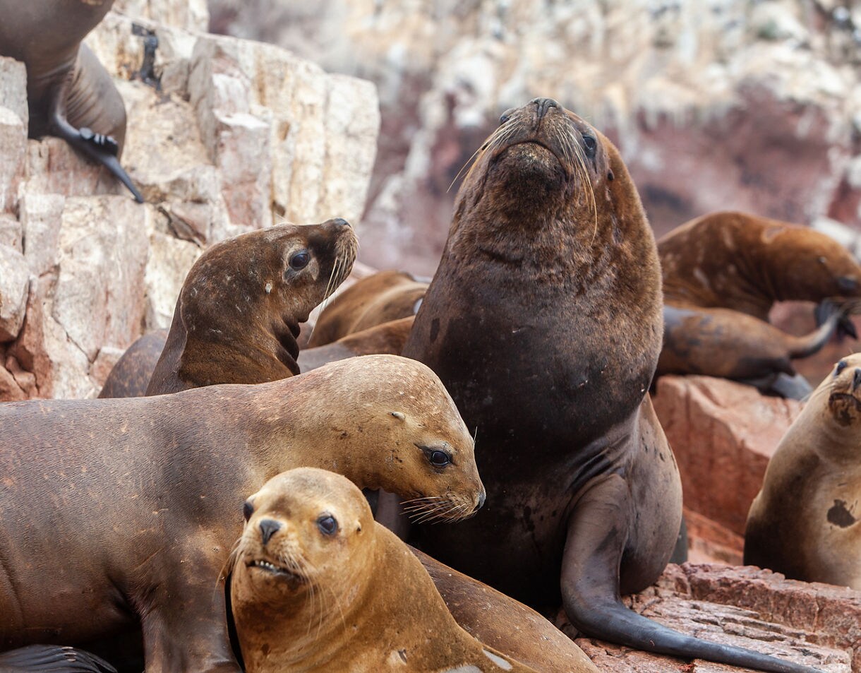 Group of sea lions resting on reddish coastal rocks, with one large sea lion sitting upright among several smaller ones.